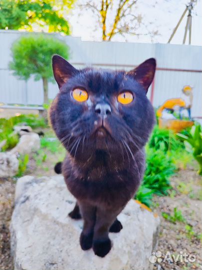 Шикарный кот ищет новую семью