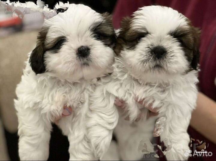 Ши-тцу красавцы