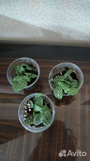 Комнатные растения