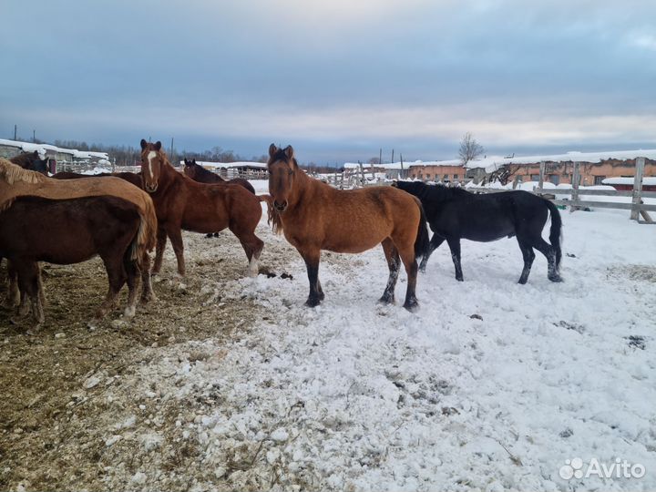 Мясо говядина, конины