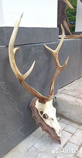 Продам рога оленя