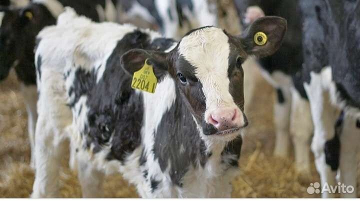 Телята бычки