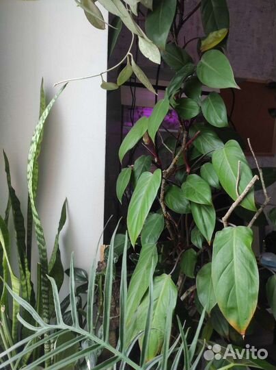 Комнатные растения#2