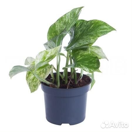 Горшечные растения