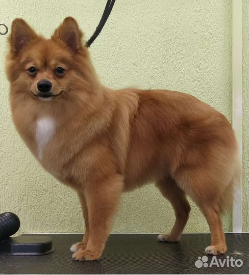 Стрижка собак, кошек