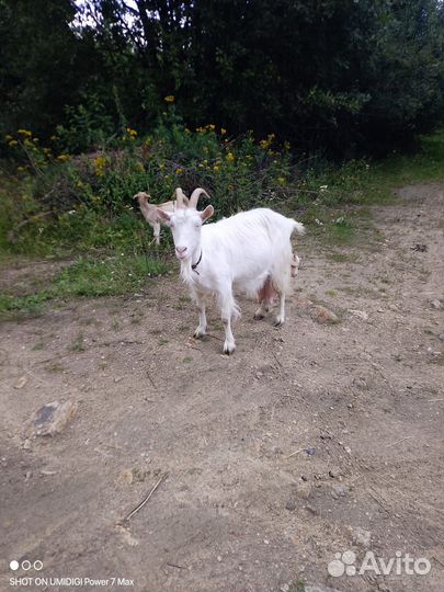 Коза дойная, с козлятами