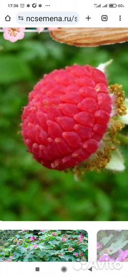 Малина -клён, мята,мелисса, кустики спиреи