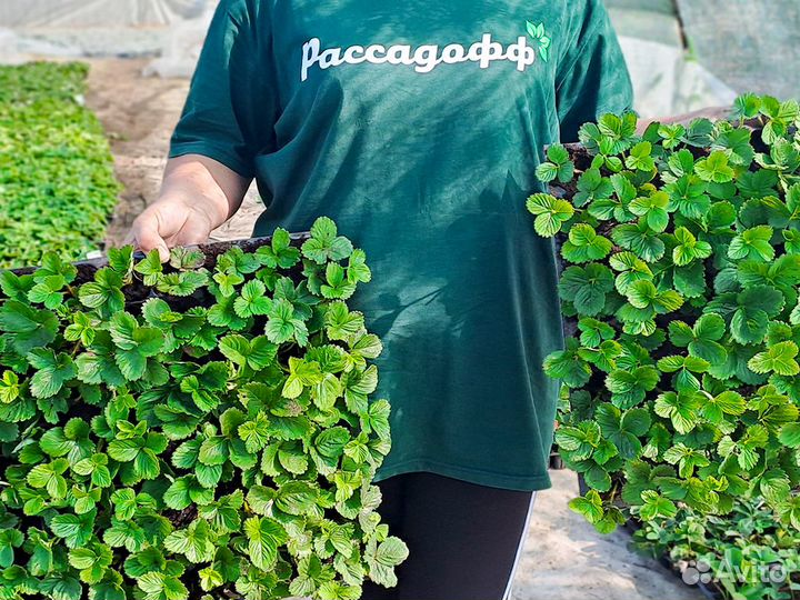 Рассада клубники. Оптом. Элитные сорта