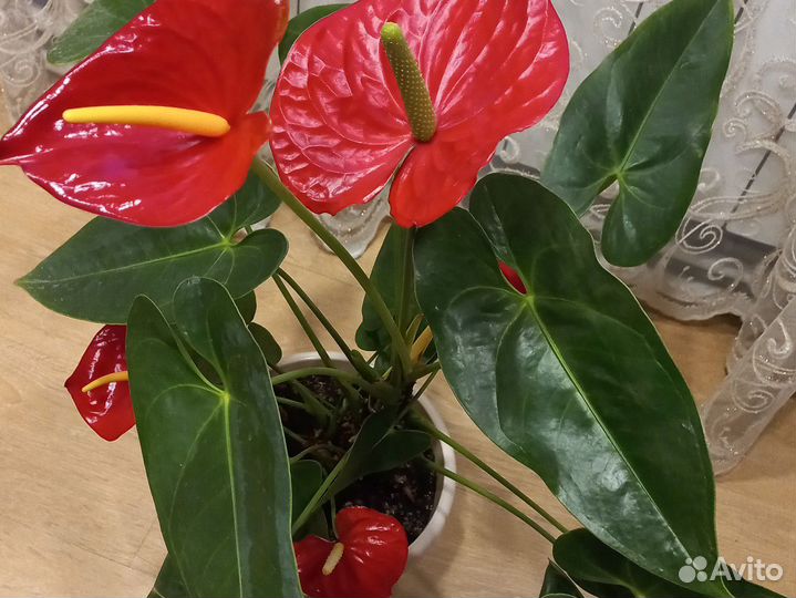 Антуриум красный