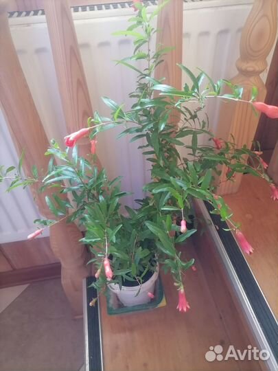 Гранат комнатный