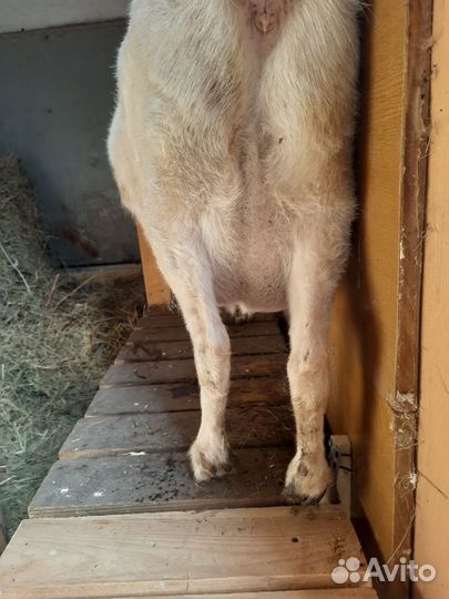 Продам козу, козочку, козла, на молоко,мясо