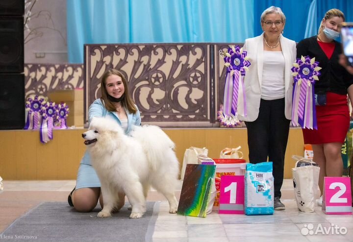 Услуги Хендлера