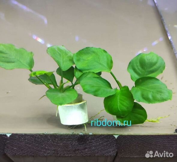 Анубиас бартер круглый лист золотая монета