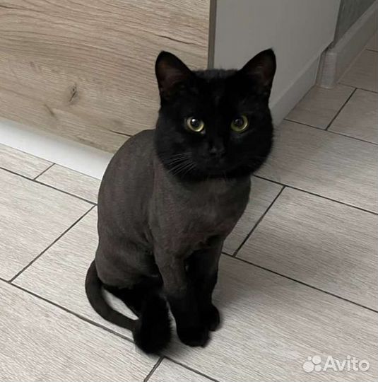 Стрижка кошек, собак, вычес