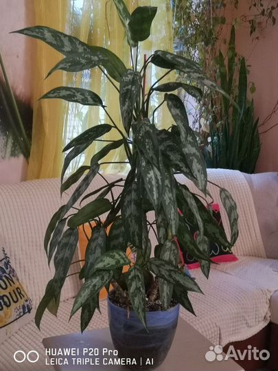 Крупные цветы