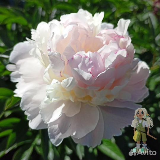 Пионы Цветы для сада