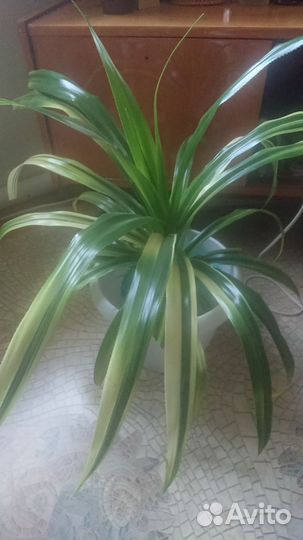 Пальма панданус вариегатный