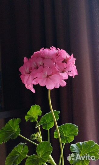 Фиалка, фикус Бенджамина, перец декор-ый, Герань