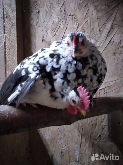 Петушок карликовый