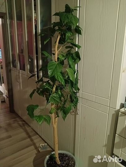 Гибискус Купера, гибискус махровый