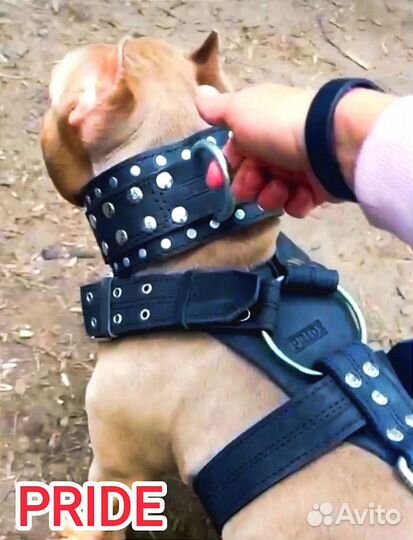 Амуниция для собак