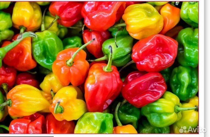 Перец болгарский домашний