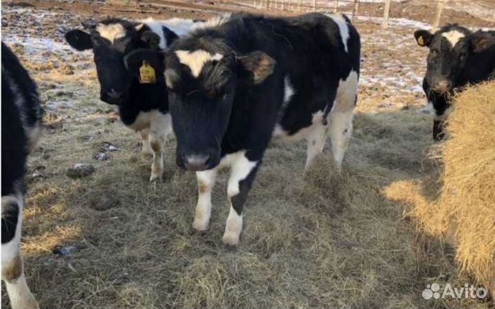 Телята бычки