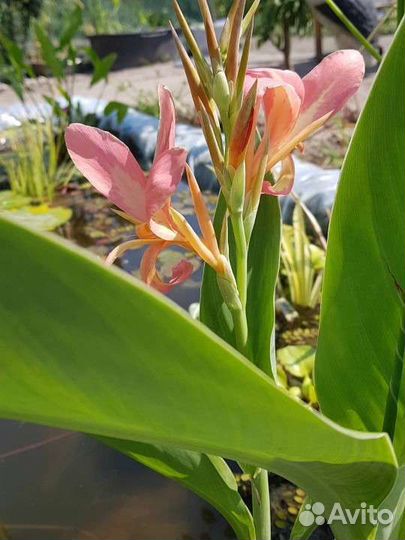 Канны для пруда