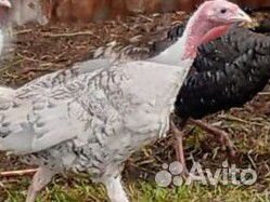 Индюки домашние