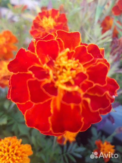 Рассада цветов (бархатцев) и цветы для корзин