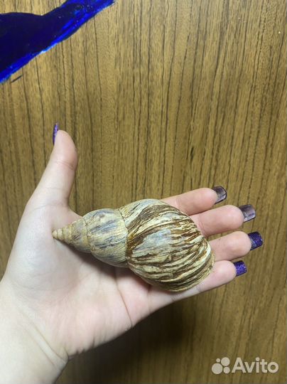 Улитки ахатины