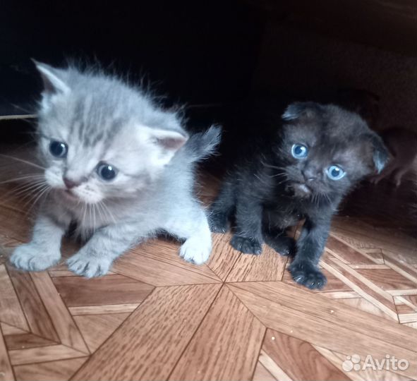 Котята шотландцы вислоухие