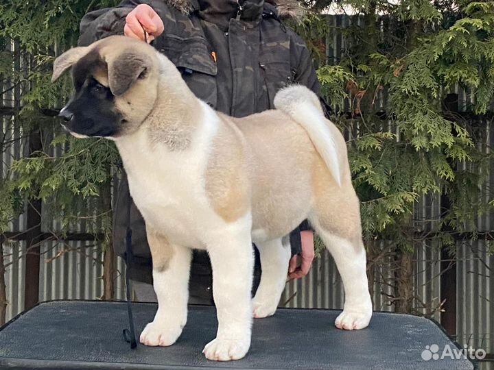 Щенки американской акиты