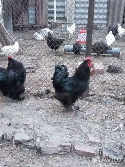 Петухи кохинхин чёрный