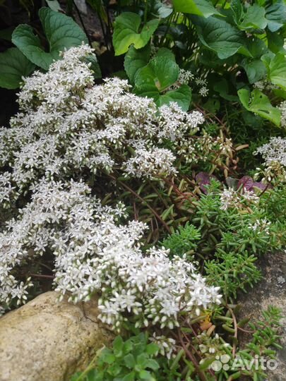 Очиток (седум)