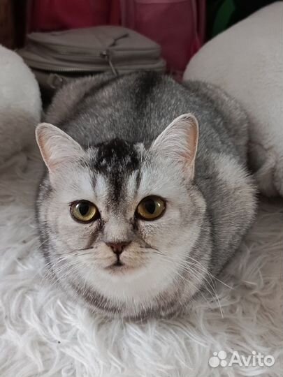 Шотландские прямоухие котята