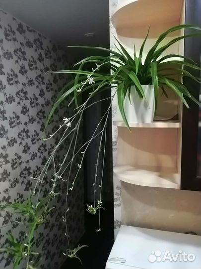 Хлорофитум цветущий