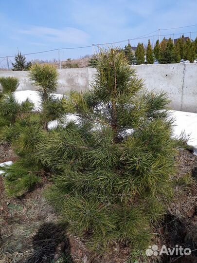 Посадка растений. Пересадка крупномеров