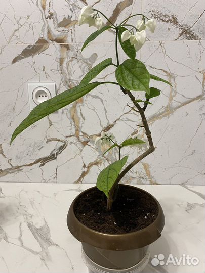 Клеродендрум Томсона