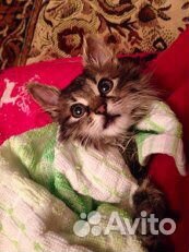 Сибирская кошка 9 мес стерилизована
