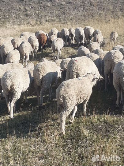 Ягнята. Овцы