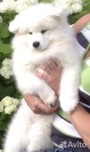 Щенки самоеда