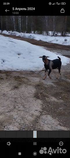 Нубийский козел вязка