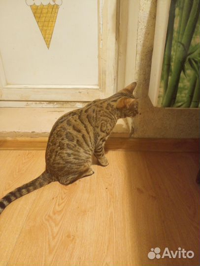 Бенгальская кошка