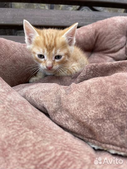 Милые котята