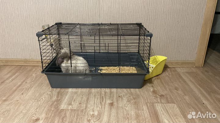 Кролик вислоухий