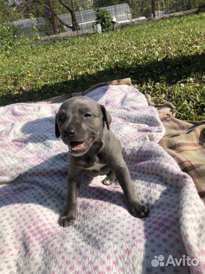 Щенки уиппета