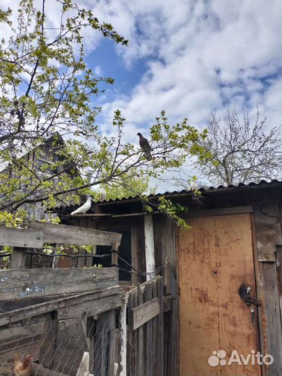 Продажа голубей