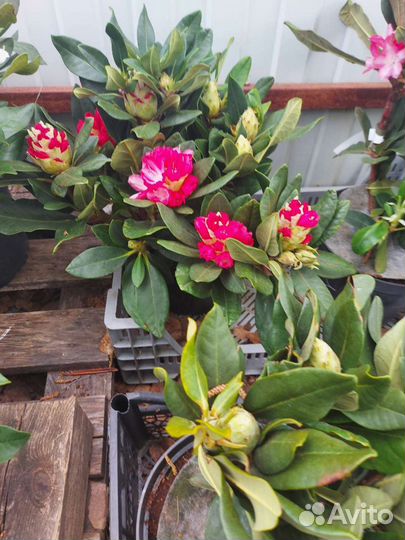 Rhododendron hybriden Ann lindsayс5