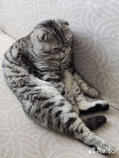 Шотландский котик. Вязка